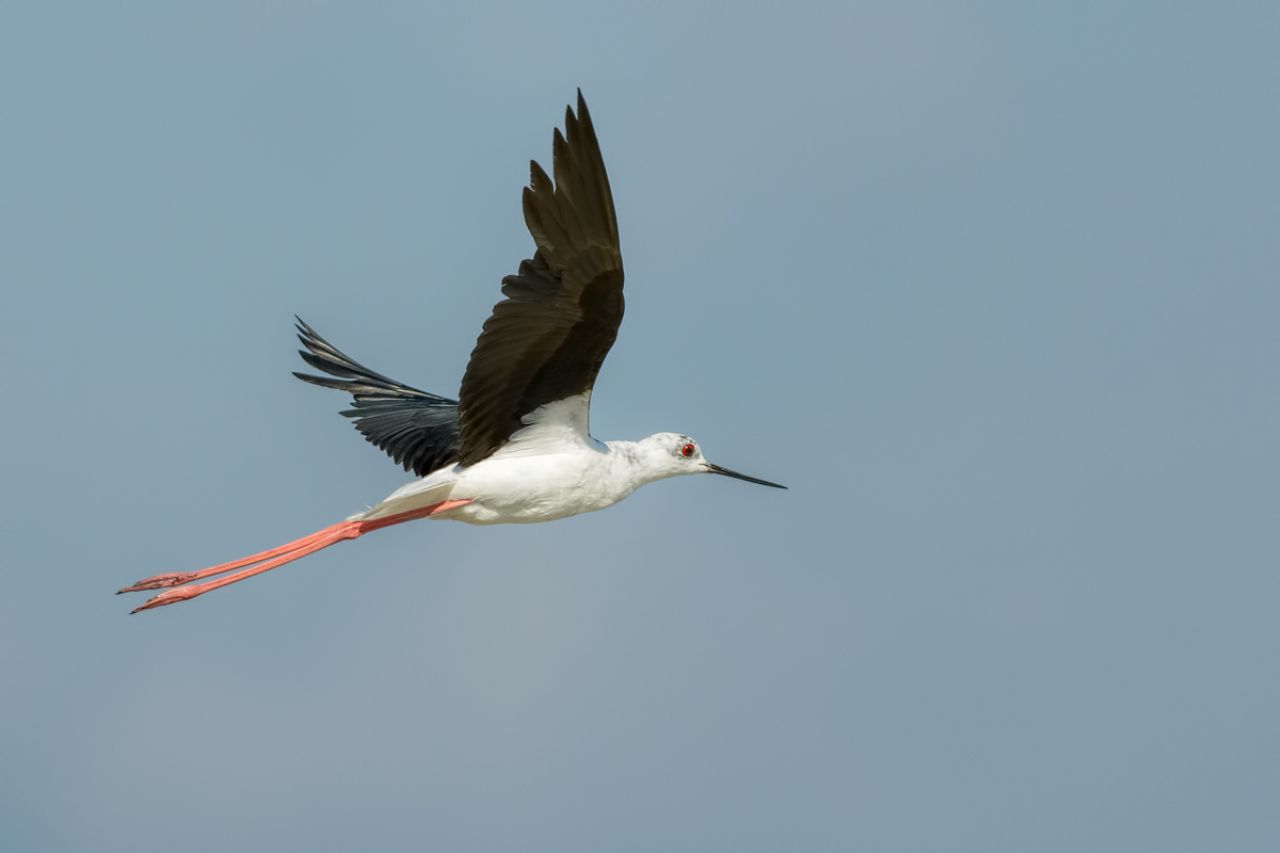 Cavaliere d Italia (Himantopus himantopus)